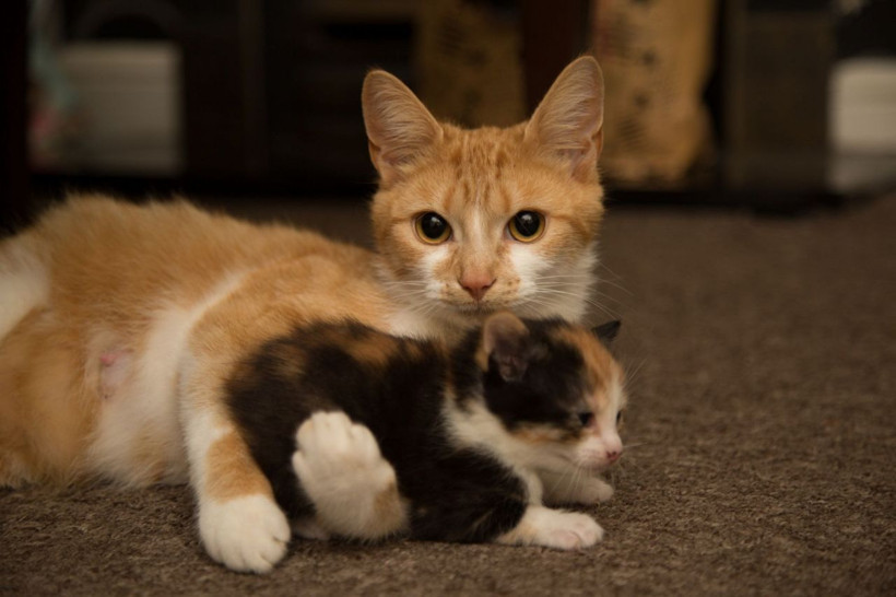 Koronavirüsün başladığı Vuhan'dan kritik uyarı: Evcil hayvanlarda... - Resim: 2