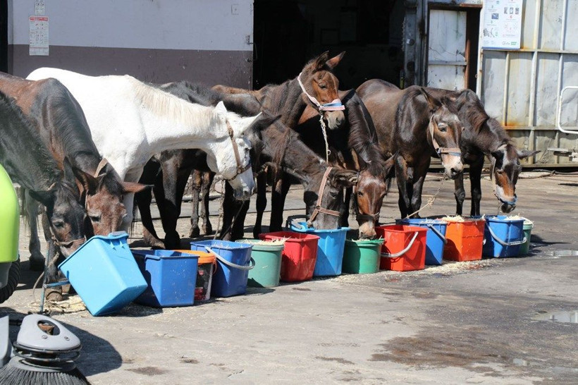 Zonguldak Belediyesi'nden şaşırtan tören! Katırlar törenle emekli oldu - Resim: 1