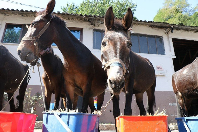 Zonguldak Belediyesi'nden şaşırtan tören! Katırlar törenle emekli oldu - Resim: 2