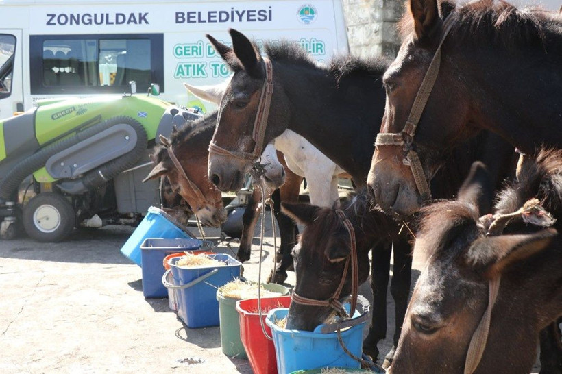 Zonguldak Belediyesi'nden şaşırtan tören! Katırlar törenle emekli oldu - Resim: 4