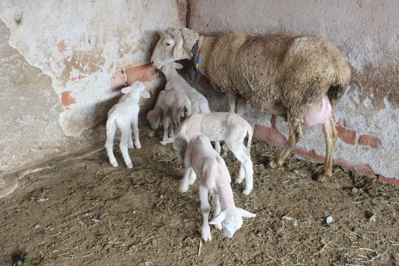 Manisa'da ilginç olay: Koyun beşiz doğurdu çiftçi verdiği isimle dikkat çekti - Resim: 4