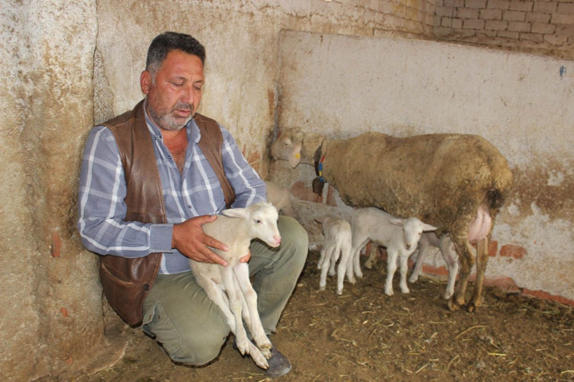 Manisa'da ilginç olay: Koyun beşiz doğurdu çiftçi verdiği isimle dikkat çekti - Resim: 3