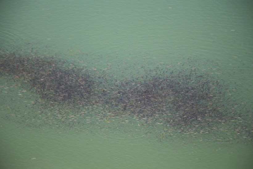 Erzurum'da baraj gölü yüzeyinde şaşırtan görüntü yetkililer numune aldı - Resim: 1