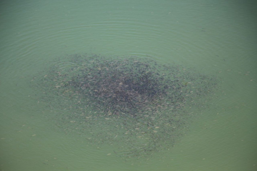 Erzurum'da baraj gölü yüzeyinde şaşırtan görüntü yetkililer numune aldı - Resim: 2