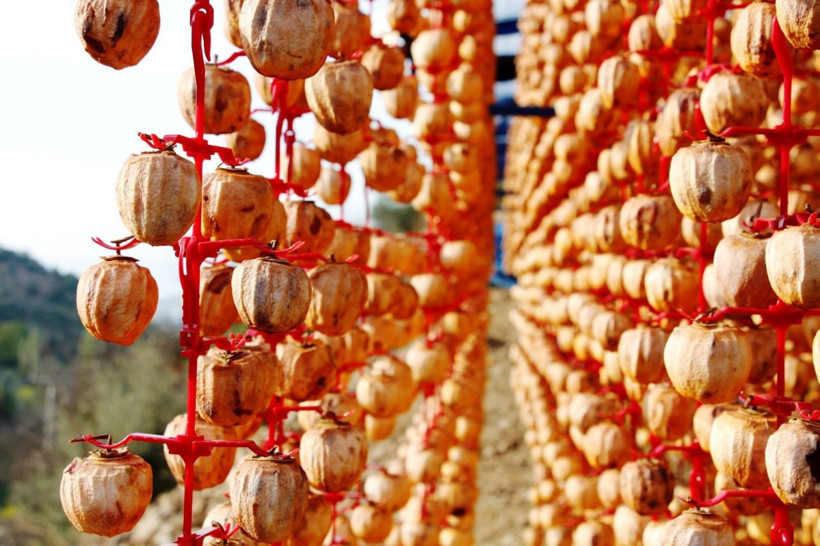 İzmirli kadın 5 kiloyla başladı 60 ton üretiyor paraya para demiyor - Resim: 2