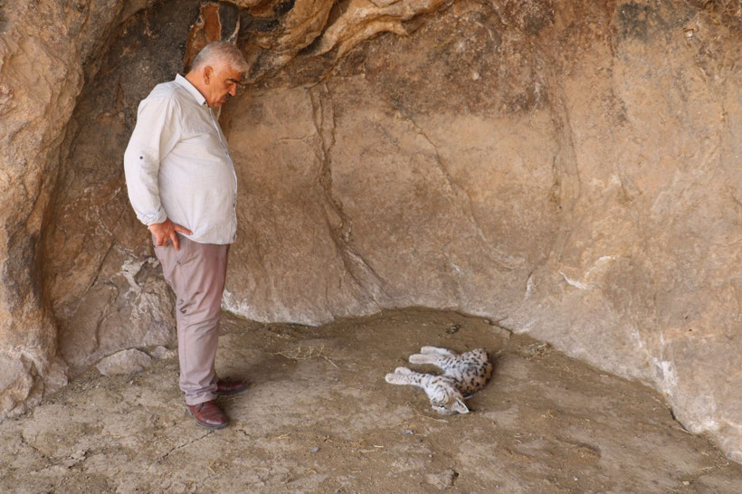 Sivas'ta köylüler canlısını hiç görmemişlerdi ölüsünü görünce şaşkına döndüler - Resim: 2