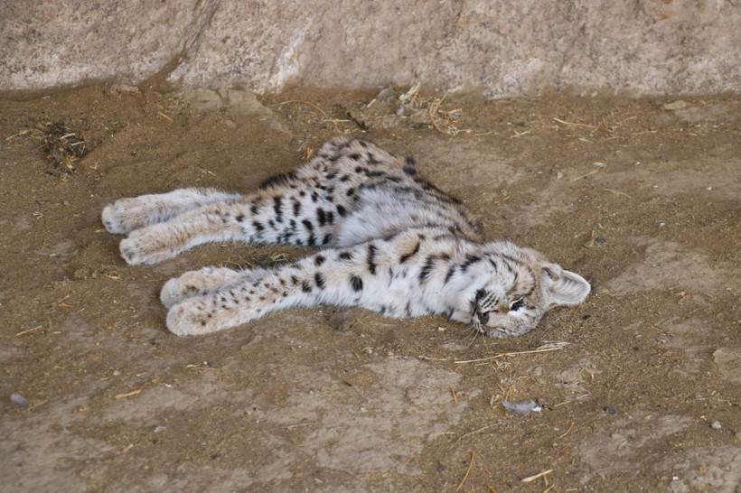 Sivas'ta köylüler canlısını hiç görmemişlerdi ölüsünü görünce şaşkına döndüler - Resim: 1