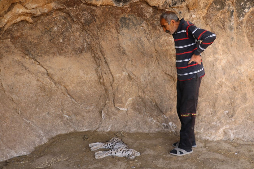 Sivas'ta köylüler canlısını hiç görmemişlerdi ölüsünü görünce şaşkına döndüler - Resim: 3