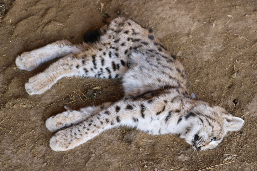 Sivas'ta köylüler canlısını hiç görmemişlerdi ölüsünü görünce şaşkına döndüler - Resim: 4