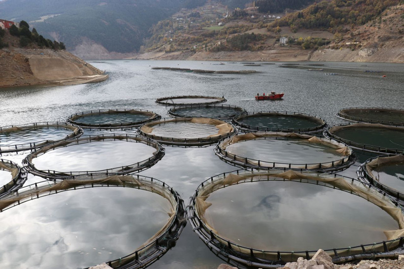 Dünyanın en iyisi Gümüşhane'de! Denizi yok ama Rusya'ya ihraç ediyor - Resim: 1