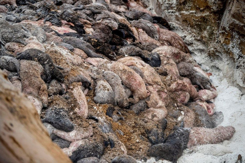 Danimarka'da Zombi vizon istilası! Yer altından ortaya çıktılar - Resim: 1