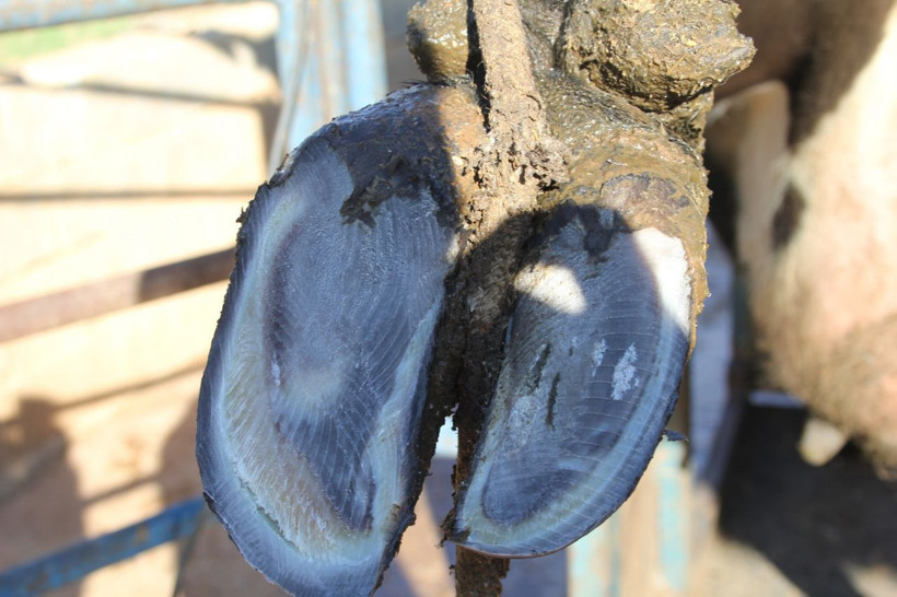 Isparta'da fırsatı değerlendirdi meslek edindi! Köy köy gezip bu işi yapıyor - Resim: 3