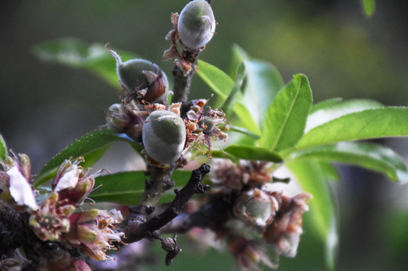 Muğla'da mevsimin ilk badem çağlası hasadı başladı! Fiyatı etin kilosuyla yarışıyor - Resim: 1