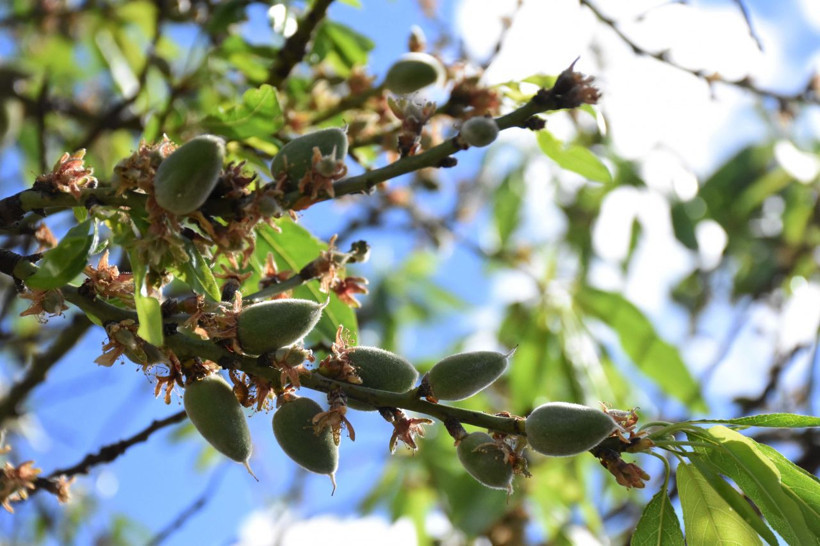 Muğla'da mevsimin ilk badem çağlası hasadı başladı! Fiyatı etin kilosuyla yarışıyor - Resim: 2