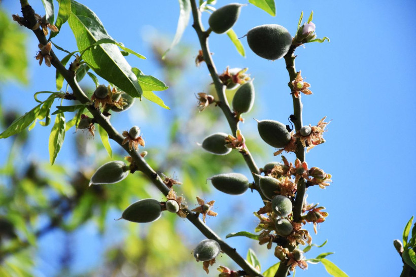 Muğla'da mevsimin ilk badem çağlası hasadı başladı! Fiyatı etin kilosuyla yarışıyor - Resim: 4