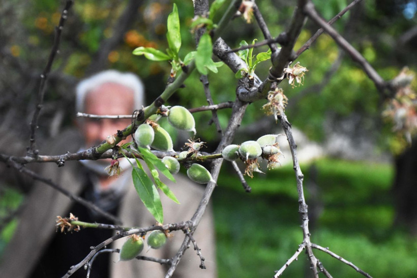 Muğla'da mevsimin ilk badem çağlası hasadı başladı! Fiyatı etin kilosuyla yarışıyor - Resim: 3