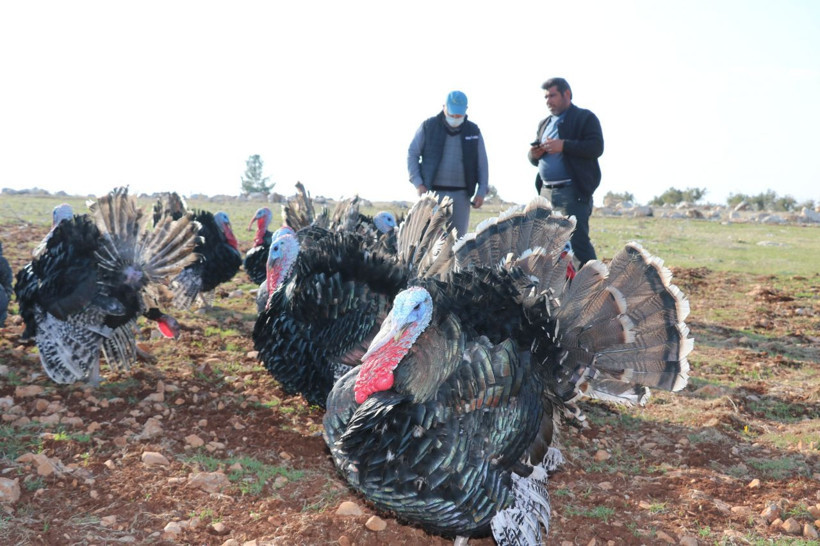 Markette bulamayınca Gaziantep'te üretmeye başladı! Paraya para demiyor - Resim: 2