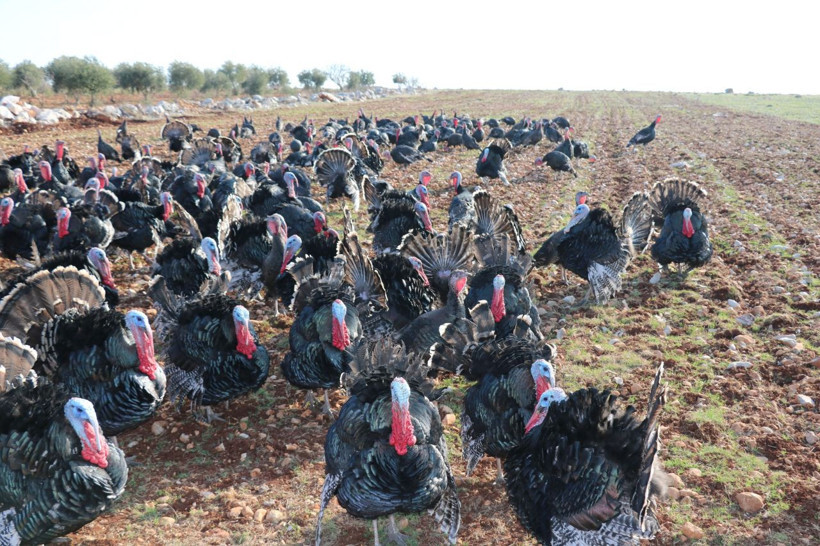 Markette bulamayınca Gaziantep'te üretmeye başladı! Paraya para demiyor - Resim: 4