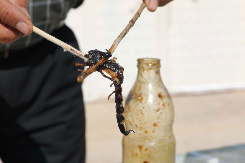 Manisa'da 21 yıl önce karışım keşfetti akrep topluyor! İlk eşinde denedi başarılı oldu - Resim: 1