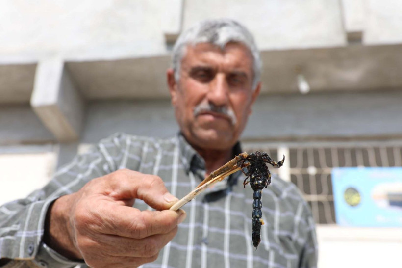 Manisa'da 21 yıl önce karışım keşfetti akrep topluyor! İlk eşinde denedi başarılı oldu - Resim: 3