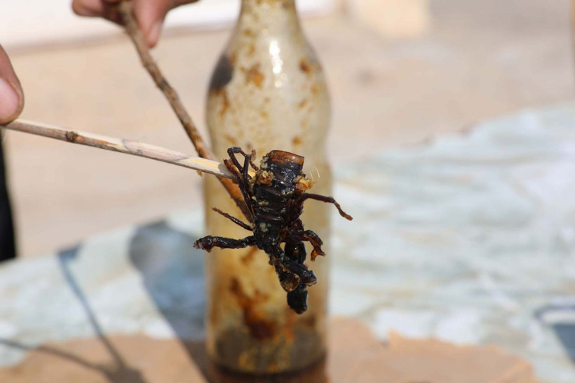 Manisa'da 21 yıl önce karışım keşfetti akrep topluyor! İlk eşinde denedi başarılı oldu - Resim: 2