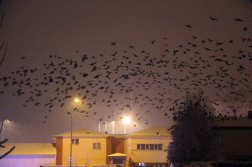 Ardahan'ı kargalar işgal etti! Dev sürüler halinde şehrin gökyüzünü kapattılar - Resim: 2
