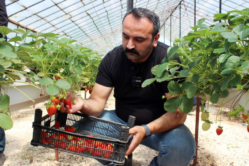 Hatay'da topraksız çilek üretiyor! Yılda ortalama 300 bin lira kazanıyor - Resim: 2