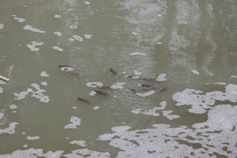 Tekirdağ'da tedirgin eden balık ölümleri! Muhtar isyan etti - Resim: 1