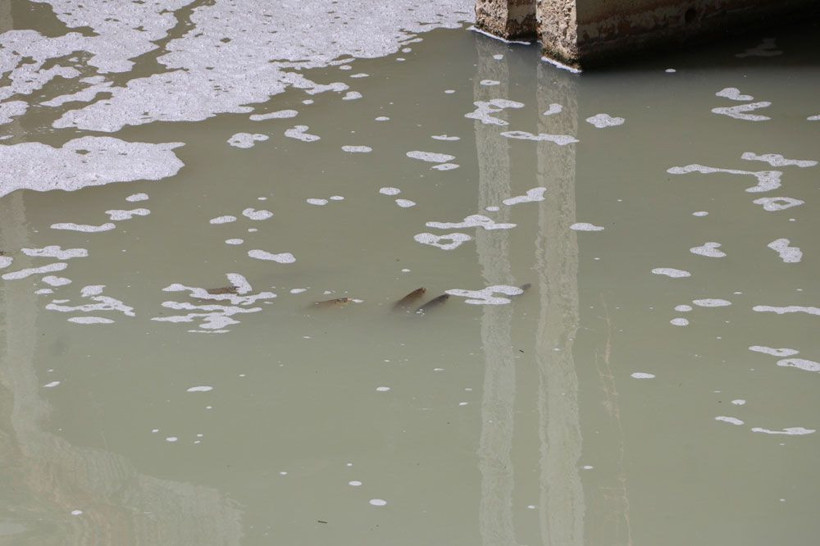 Tekirdağ'da tedirgin eden balık ölümleri! Muhtar isyan etti - Resim: 2