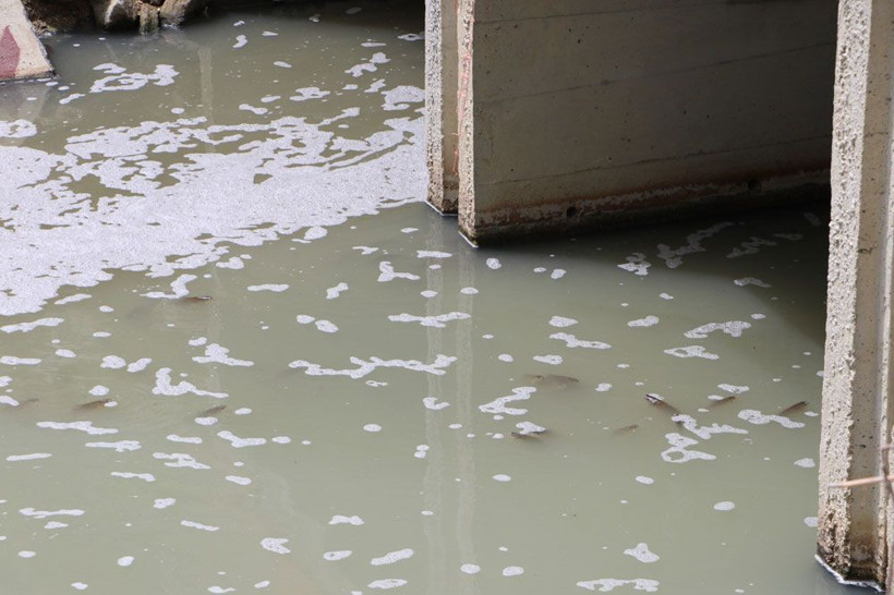 Tekirdağ'da tedirgin eden balık ölümleri! Muhtar isyan etti - Resim: 4