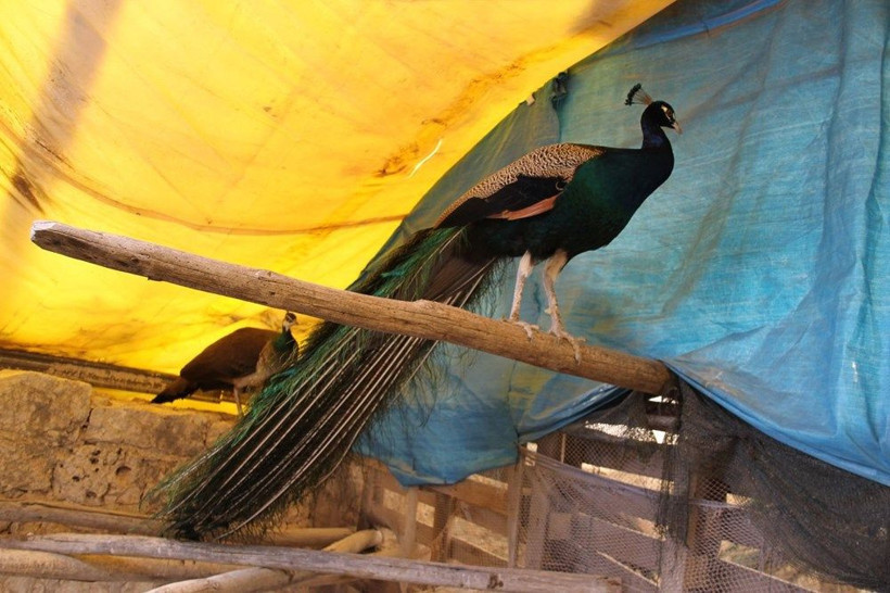 Mersin'de hobisi ticarete dönüştü! Tavus kuşlarının tanesini 2 bin liradan satıyor - Resim: 3