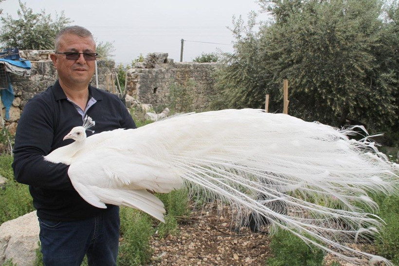 Mersin'de hobisi ticarete dönüştü! Tavus kuşlarının tanesini 2 bin liradan satıyor - Resim: 4