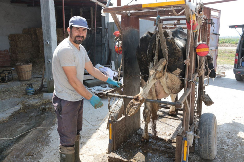 Balıkesir'de büyükbaş hayvanlara önce pedikür yapıyor sonra da oje sürüyor - Resim: 1