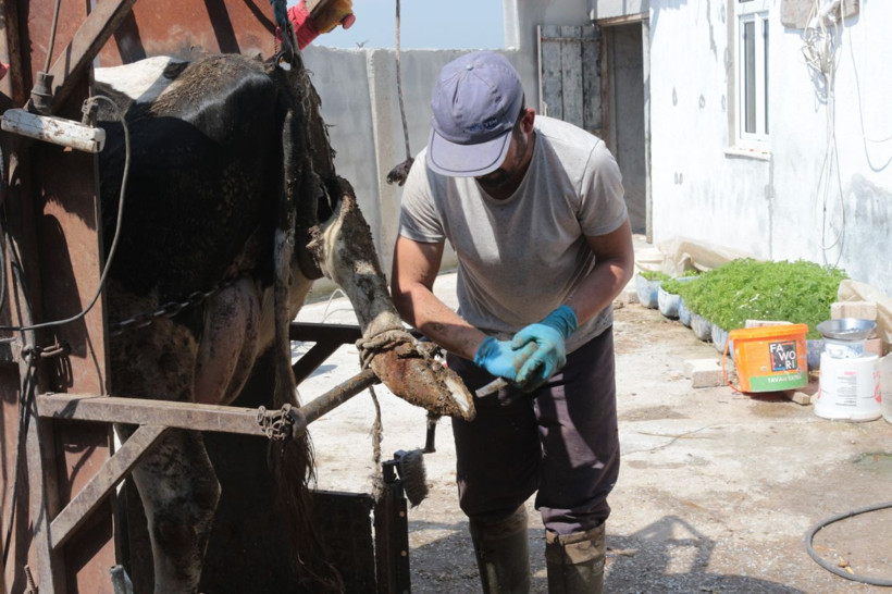 Balıkesir'de büyükbaş hayvanlara önce pedikür yapıyor sonra da oje sürüyor - Resim: 2