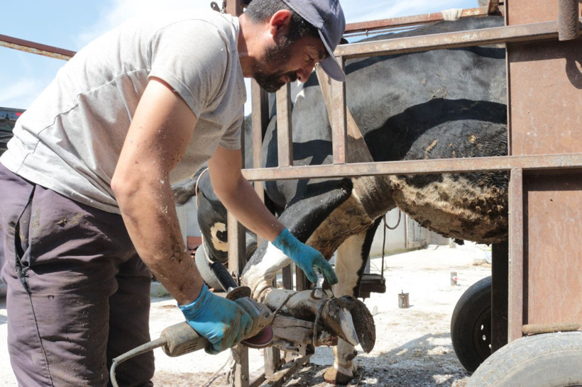 Balıkesir'de büyükbaş hayvanlara önce pedikür yapıyor sonra da oje sürüyor - Resim: 3