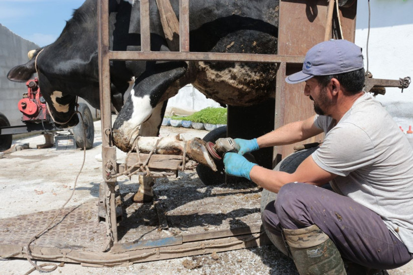 Balıkesir'de büyükbaş hayvanlara önce pedikür yapıyor sonra da oje sürüyor - Resim: 4