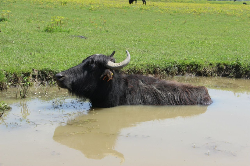 Türkiye'de en çok manda İstanbul'da bulunuyor - Resim: 1
