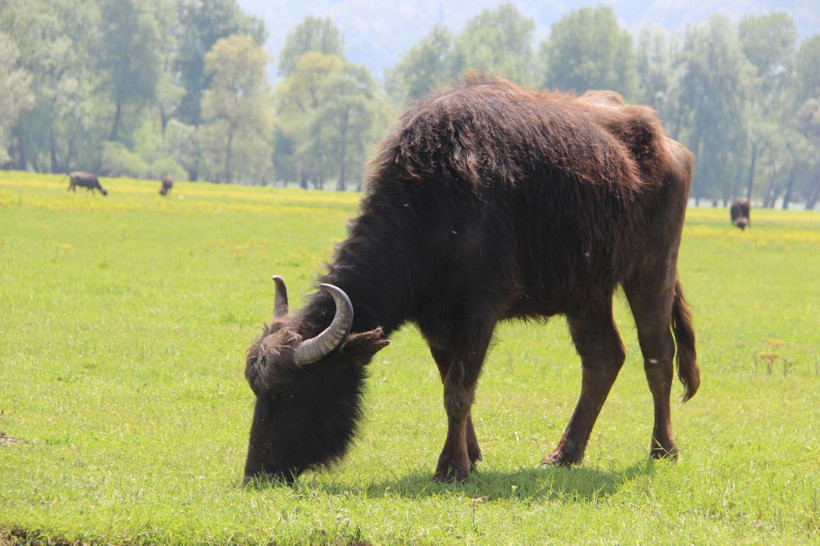 Türkiye'de en çok manda İstanbul'da bulunuyor - Resim: 2