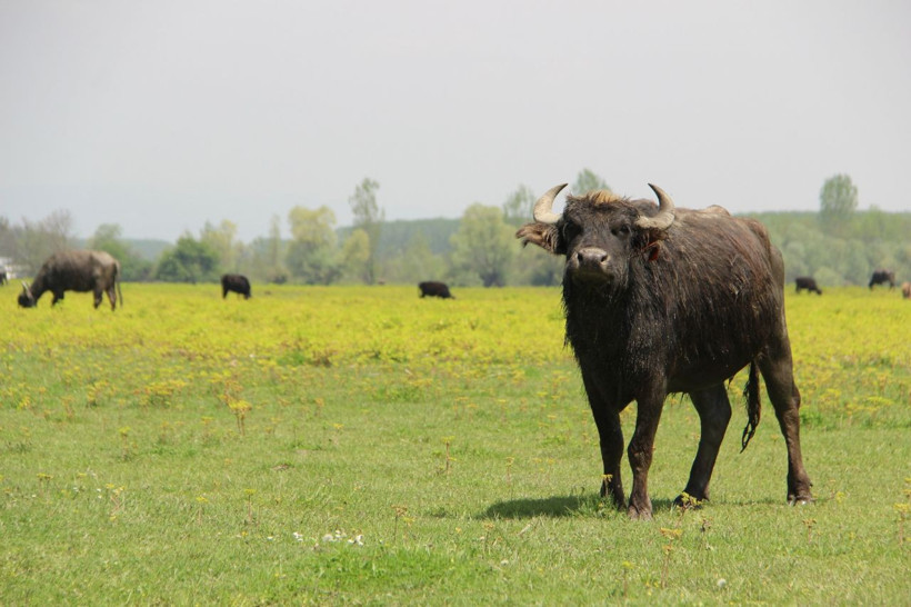 Türkiye'de en çok manda İstanbul'da bulunuyor - Resim: 3