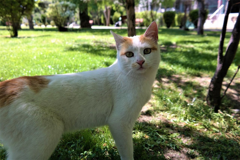 Evcil hayvan sahiplenmenin faydaları saymakla bitmiyor! - Resim: 3