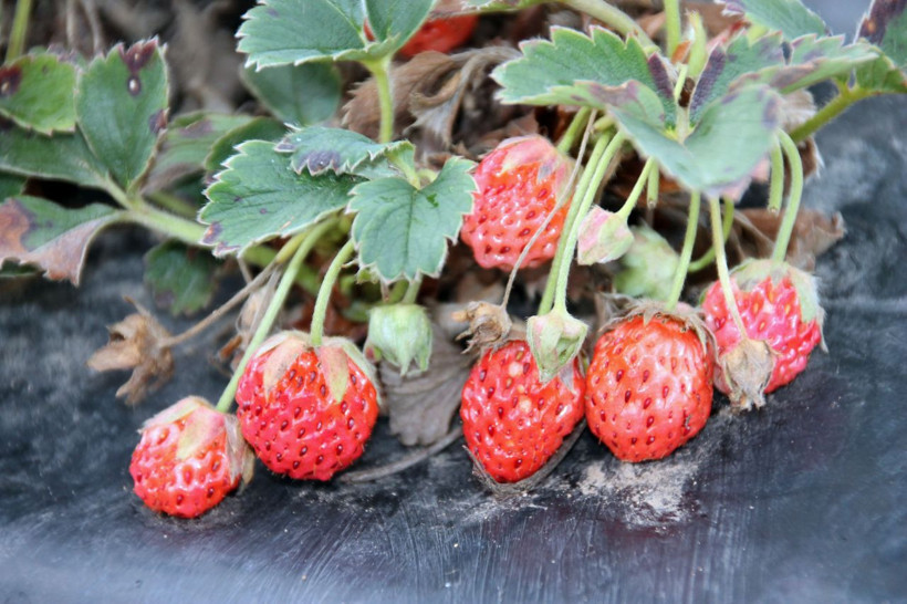 Zonguldak'ta üretiyor 7/24 kamerayla izleniyor! Fiyatını duyan inanamadı siparişlere yetişemiyor - Resim: 3