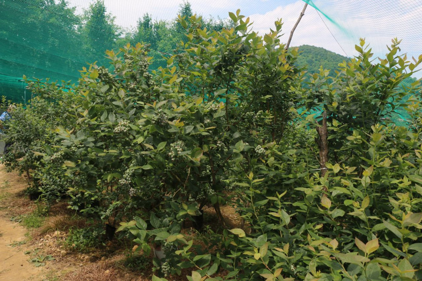 Kilosu 80 TL'den satılıyor Trabzon'da ek gelir olarak ekti yıllık kazancı dudak uçuklattı! - Resim: 3