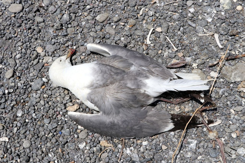 Van Gölü'nde toplu martı ölümleri! Bu yıl erken başladı iki nedenden biri dikkat çekti - Resim: 4