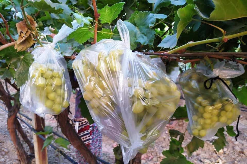 Manisa'da çiftçinin yaptığı konuşuluyor: 4 bin salkımı çöp poşetleriyle kapladı - Resim: 1