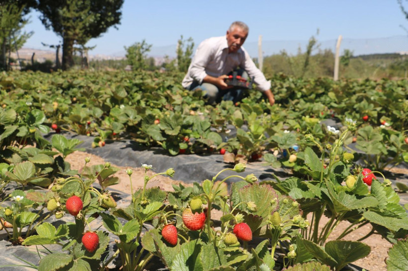 Sivas'ta 'Yetiştiremezsin' diyenlere inat başardı! Şimdi taleplere yetişemiyor - Resim: 3
