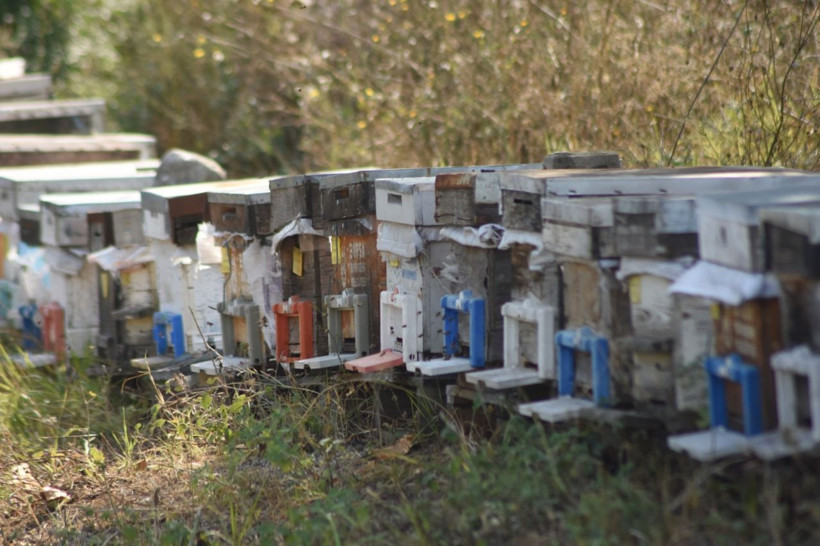 Bursa'da eskiden çöpe atılıyordu! Şimdi ABD Almanya İsrail sıraya girdi - Resim: 4