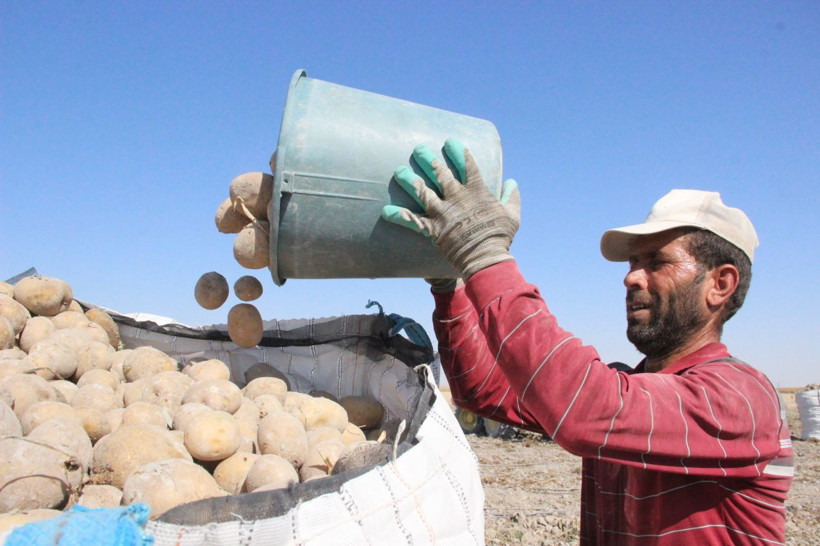 Karaman'da kovalar fırlatıldı gören şaştı kaldı: Fiyatlar yükselebilir - Resim: 4