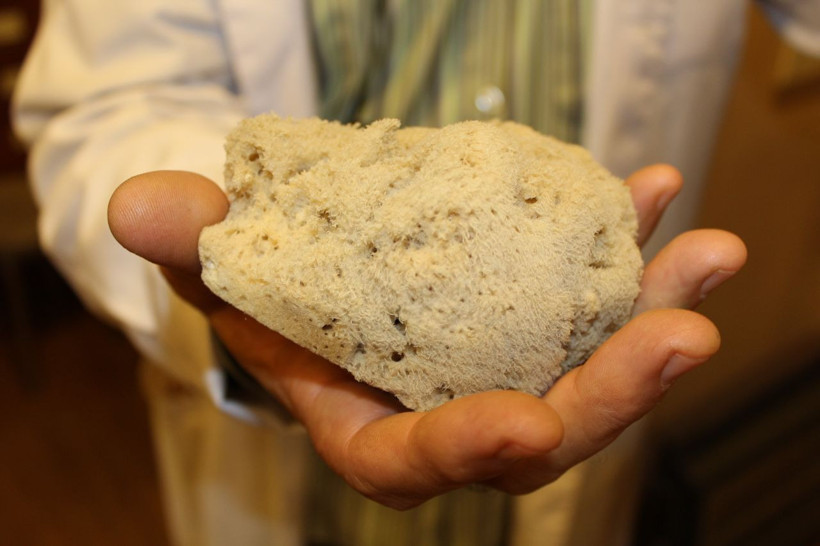 Bursa'da kilosu 4 bin TL'ye satılıyor! 10 yıl kullanım ömrü var: Faydaları saymakla bitmiyor. - Resim: 3