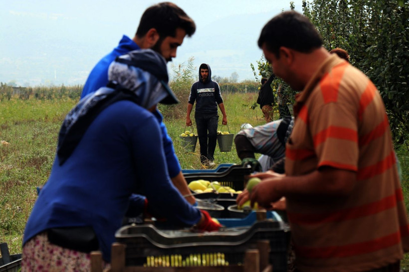 Dünyada rakibi yok kilosu 10 TL! Sakarya'da yetiştiriliyor Almanya Rusya ABD'den sipariş yağıyor - Resim: 3