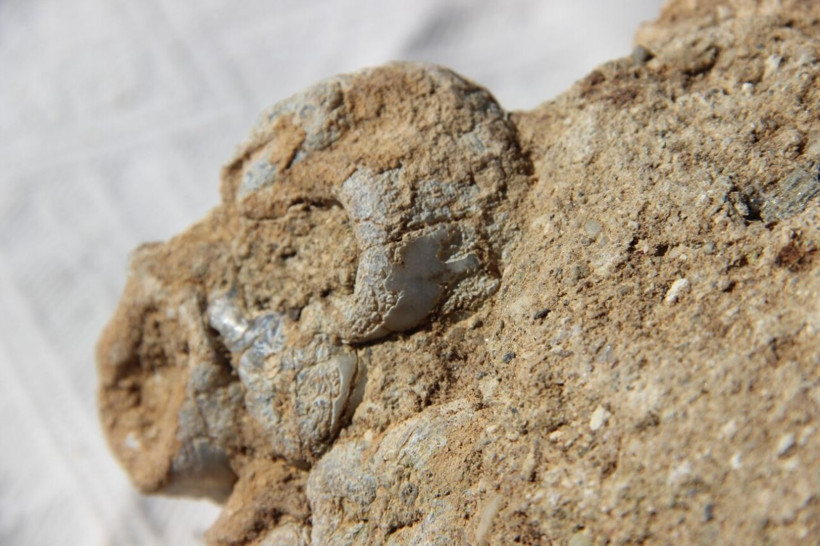 10 yaşındaki küçük kız tarlada tesadüfen buldu! Manisa'da heyecanlandıran keşif: İlk defa gördüm - Resim: 3